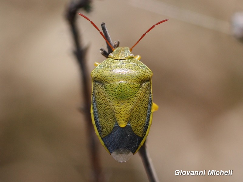 Pentatomidae:  Piezodorus lituratus (f. alliacea)